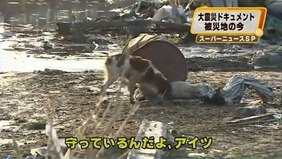 東北地方太平洋沖地震